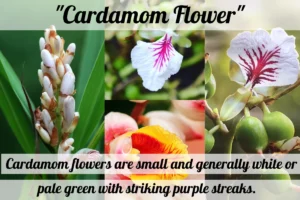 cardamom flower as part of grow cardamom at home