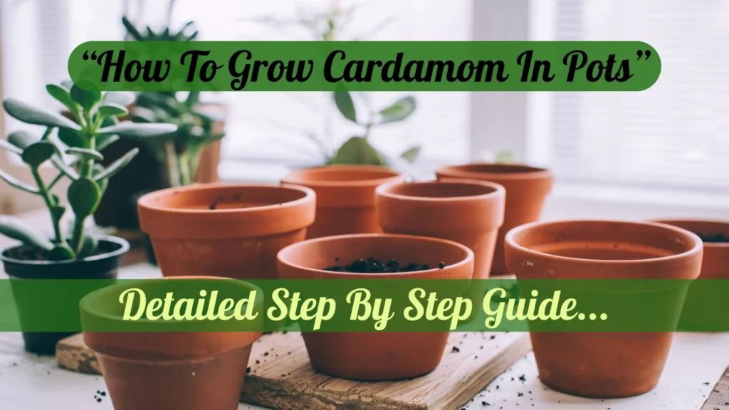 there are some pots placing on a sight and ready to sowing cardamom and growing in pots