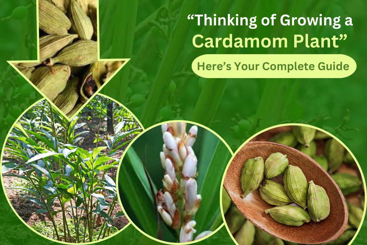 how to grow cardamom at home. complete guide