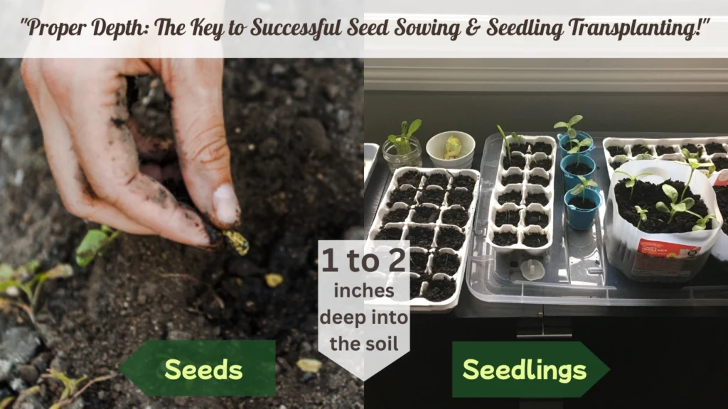 an image showing seeds and seedlings of cardamom transferring into soil guides