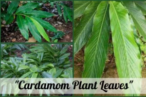 cardamom plant leaves as a part of grpw cardamom