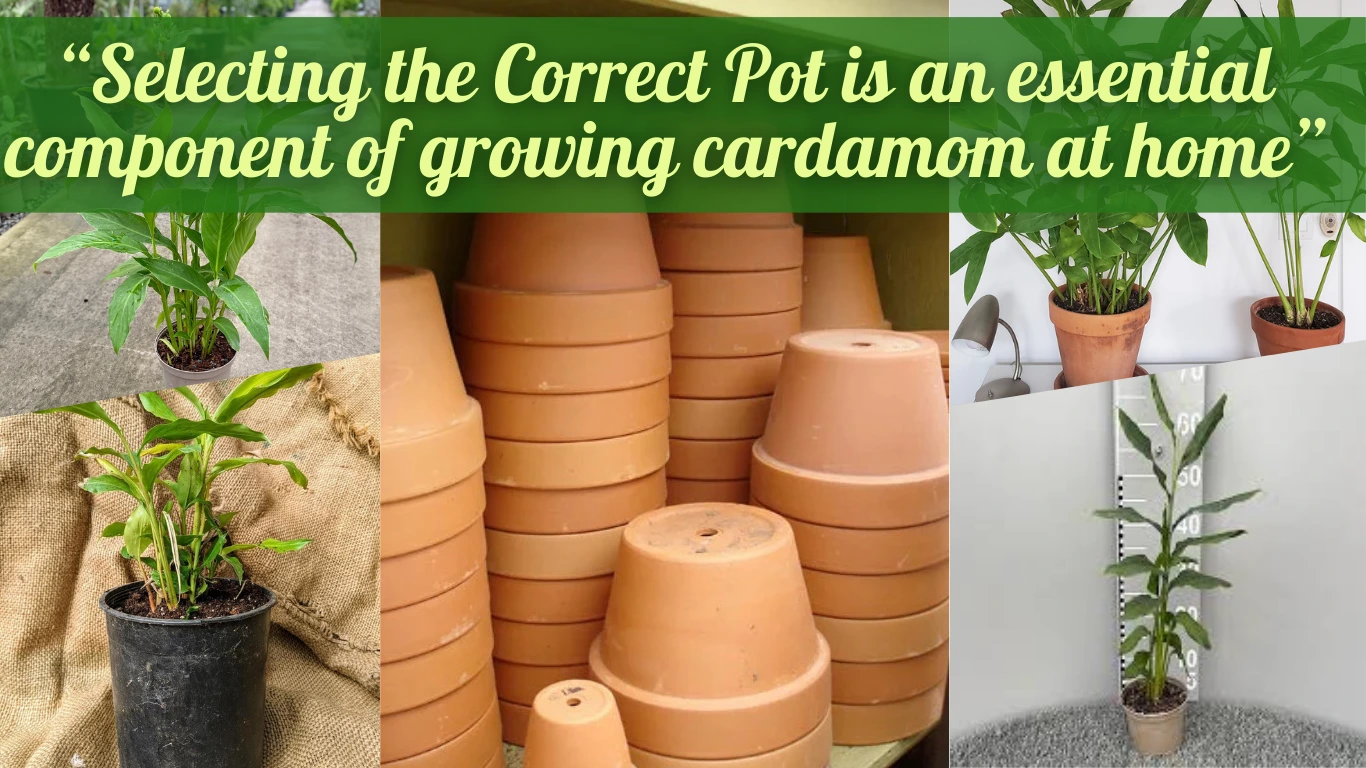 different types of pots in the image to understand the selection of best pot to grow at home