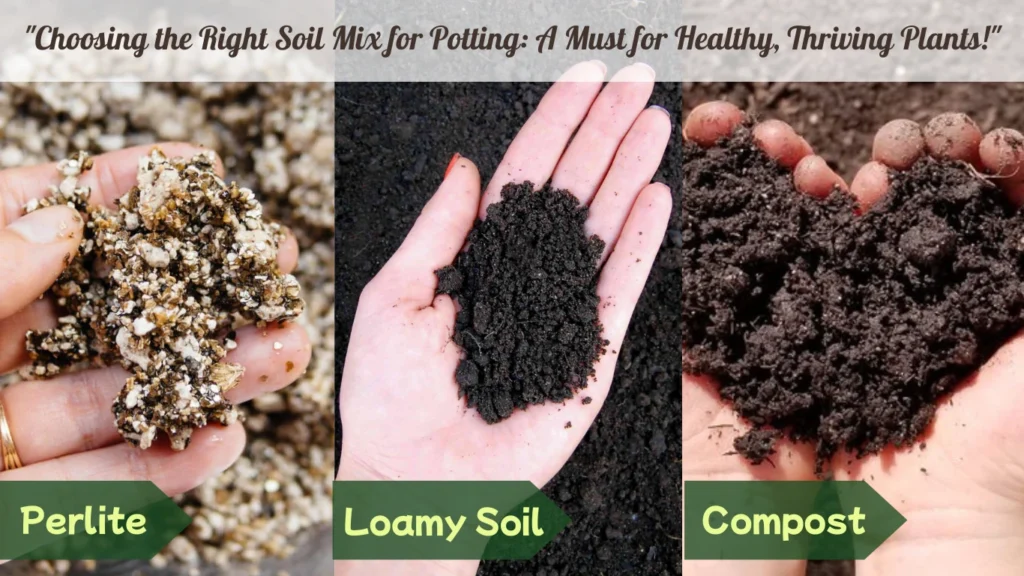 presenting loamy soil, compost and perlite to make amazing potting soil to grow cardamom in pots