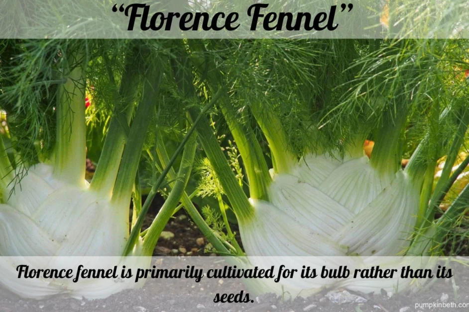 there are two Florence fennel bulbs are cultivated in the soil and growing well.