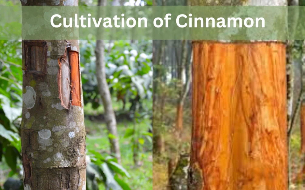cultivation of cinnamon