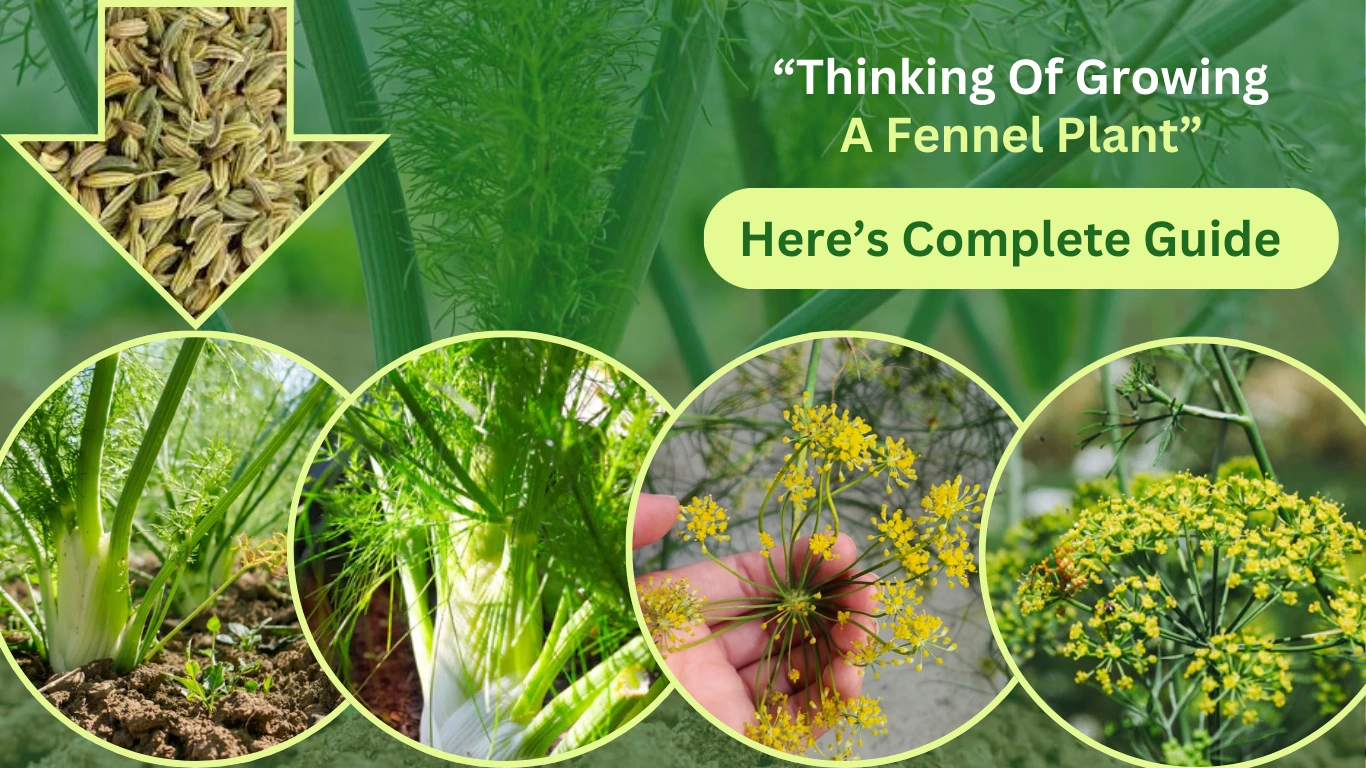 there is an image of fennel bulb plant. and a text on it "thinking of growing fennel bulb plant. here is a complete guide"