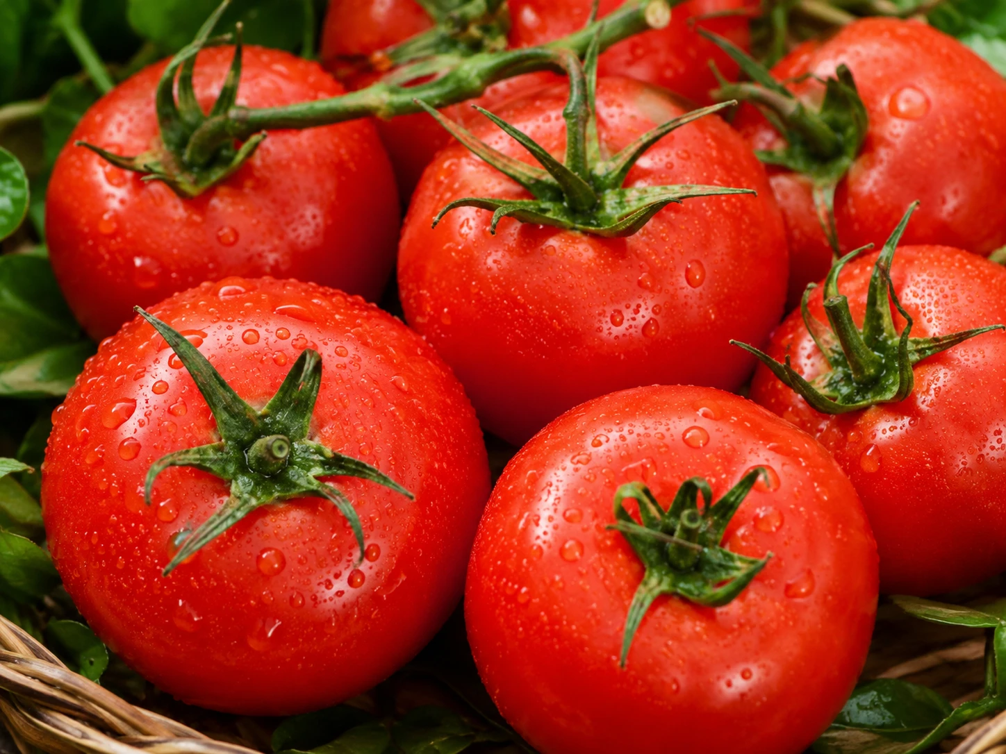 Fresh ripe red tomatoes