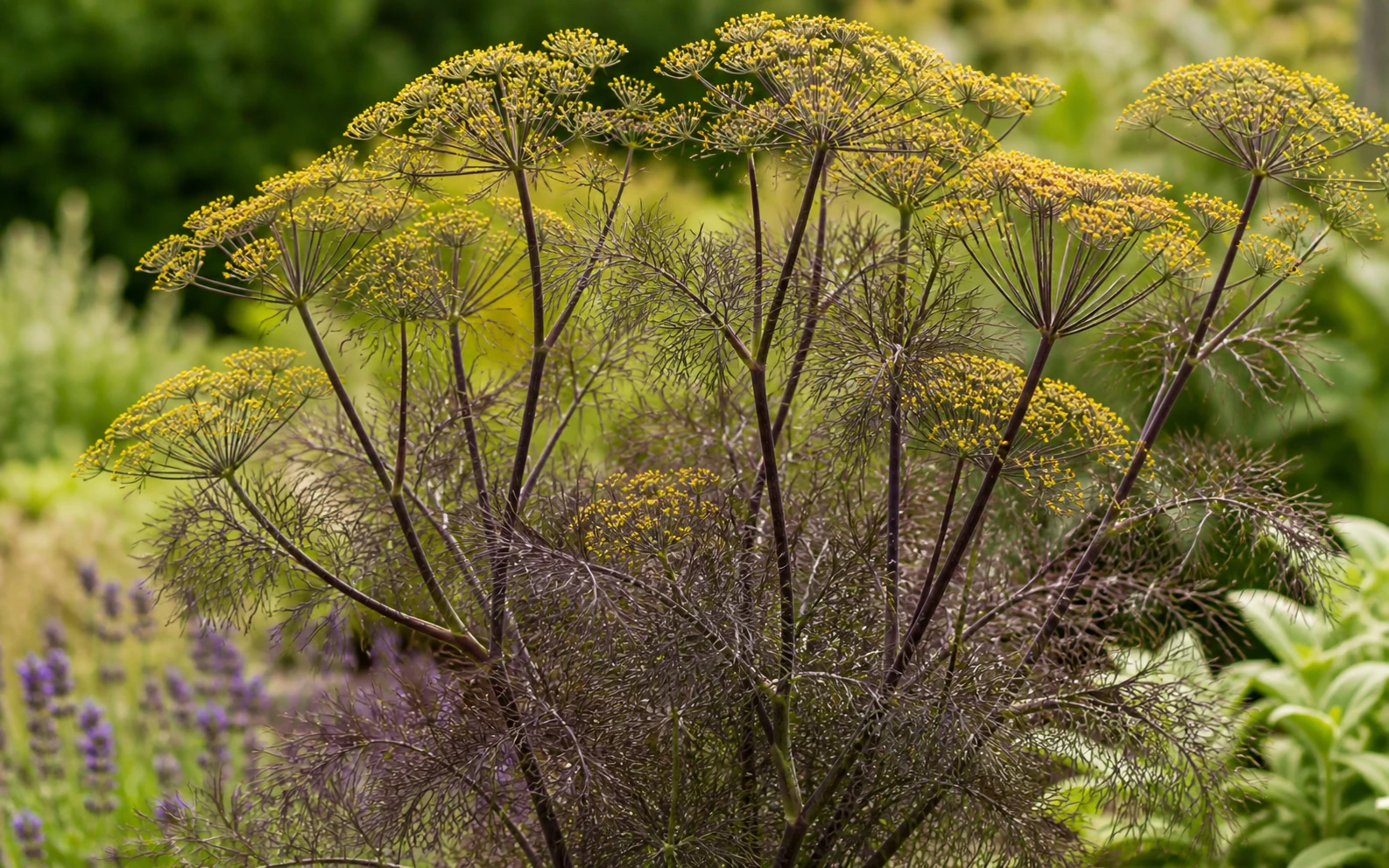 Bronze fennel plant with purple feathery foliage and yellow flower umbels in ornamental garden