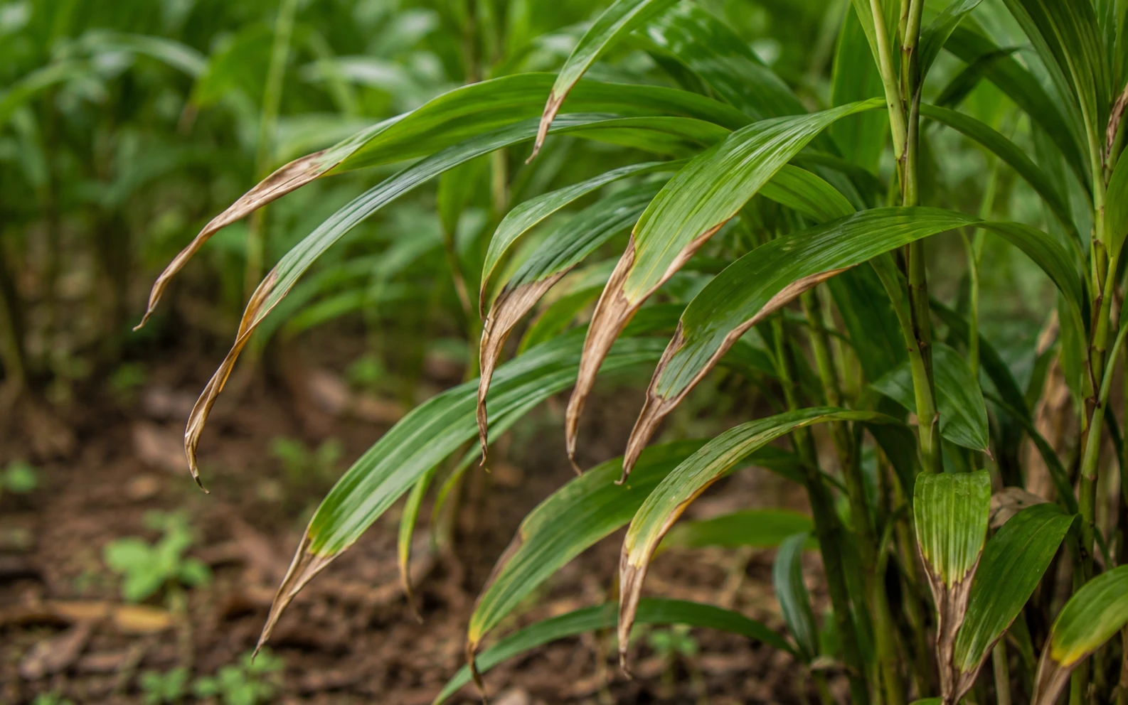 Brown crispy leaf tips on cardamom from low humidity-cardamom plant problem