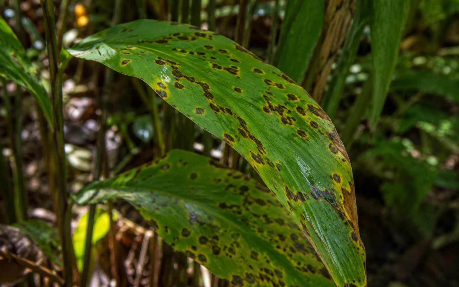 Dark spots on cardamom leaves from fungal disease — cardamom plant problem