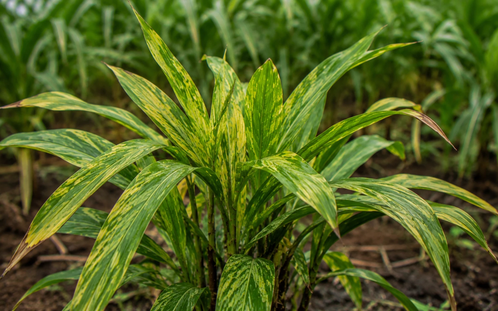 Cardamom leaves showing yellow-green mosaic virus symptoms from Katte disease — cardamom plant problem
