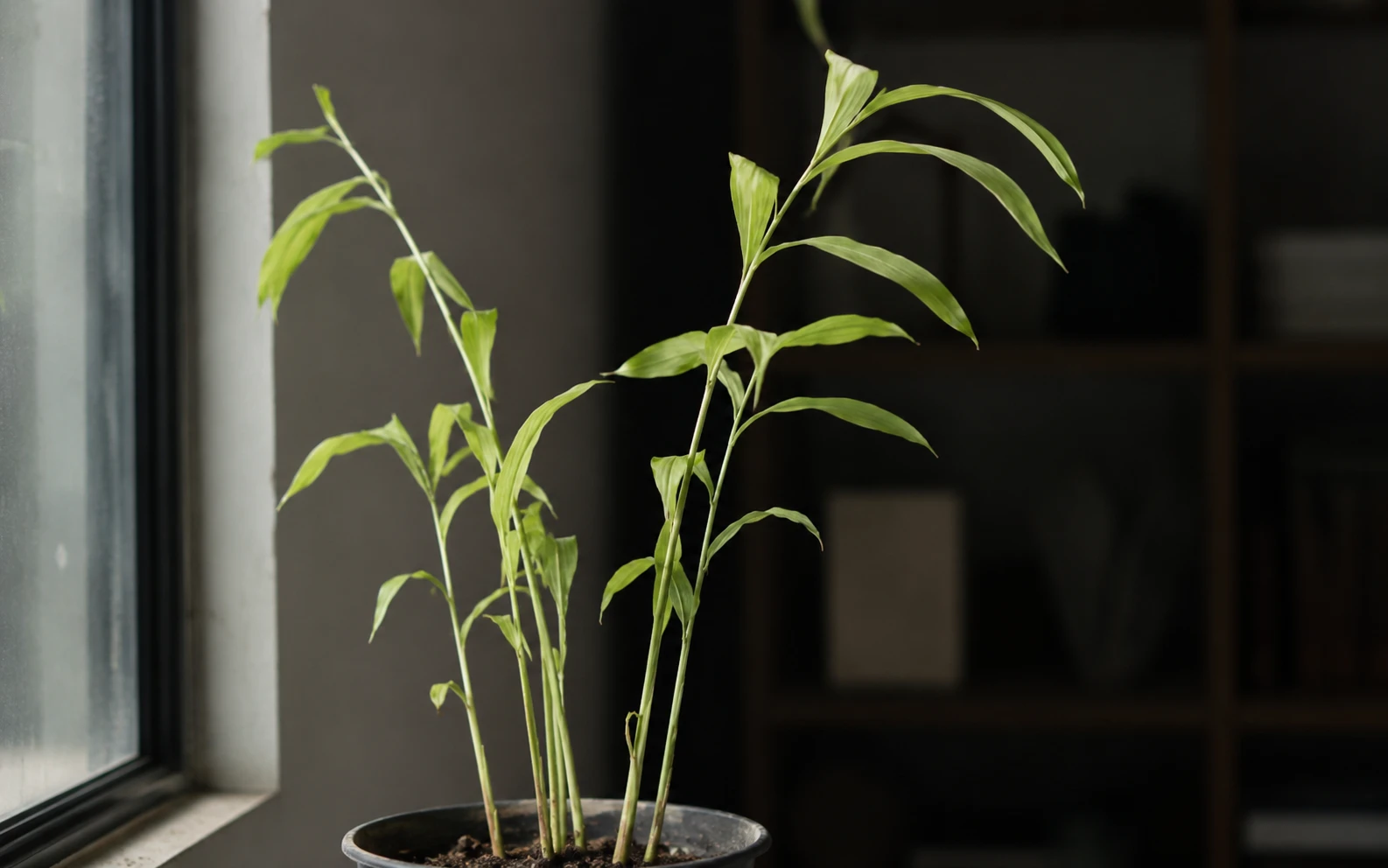 Leggy cardamom plant showing weak stems due to low light conditions — cardamom plant problem