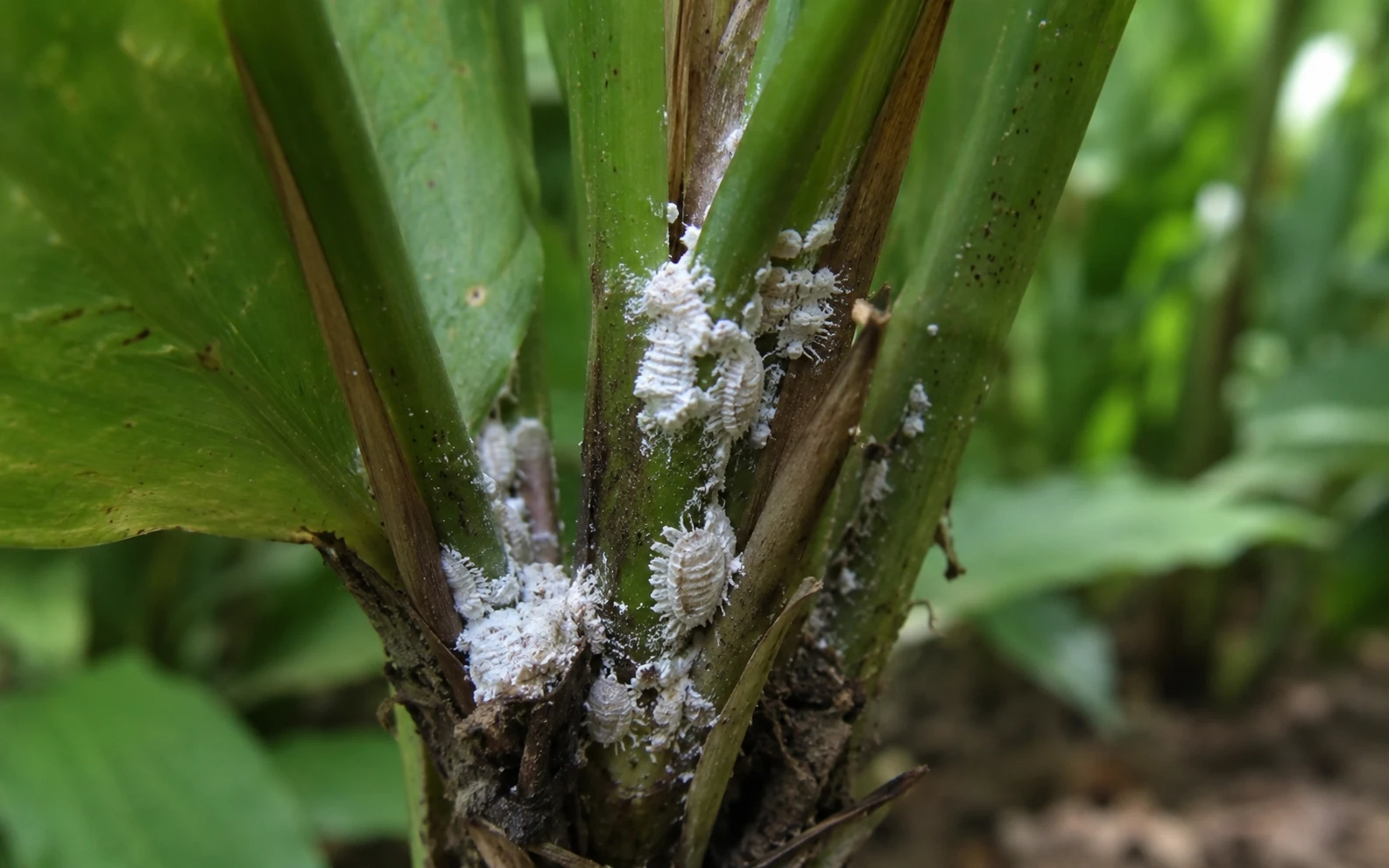 White mealybug clusters on cardamom stems and leaf joints