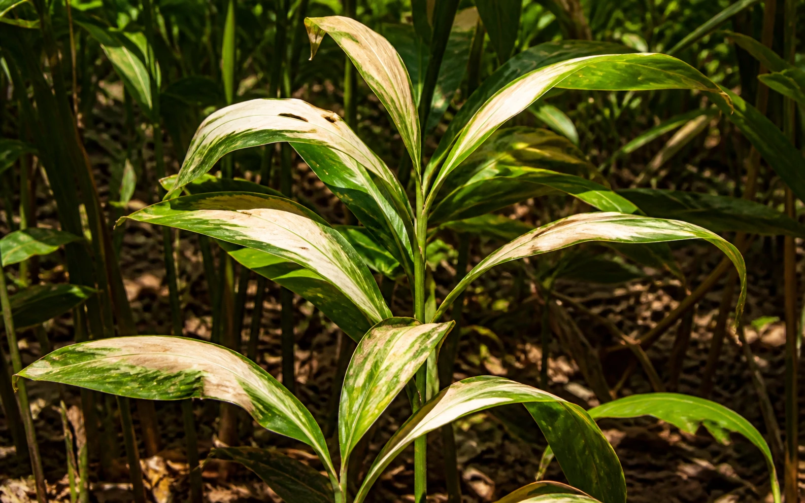 Pale /Pale bleached cardamom leaves from direct sun — cardamom plant problem