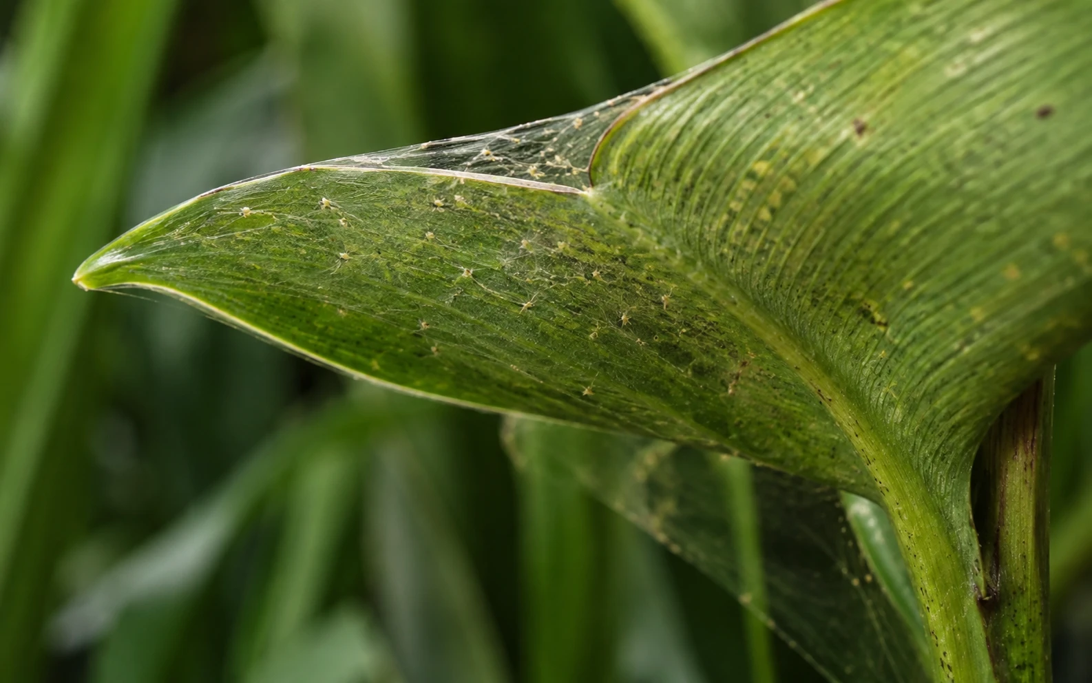 Spider mites and fine webbing on underside of cardamom leaf — cardamom plant problem