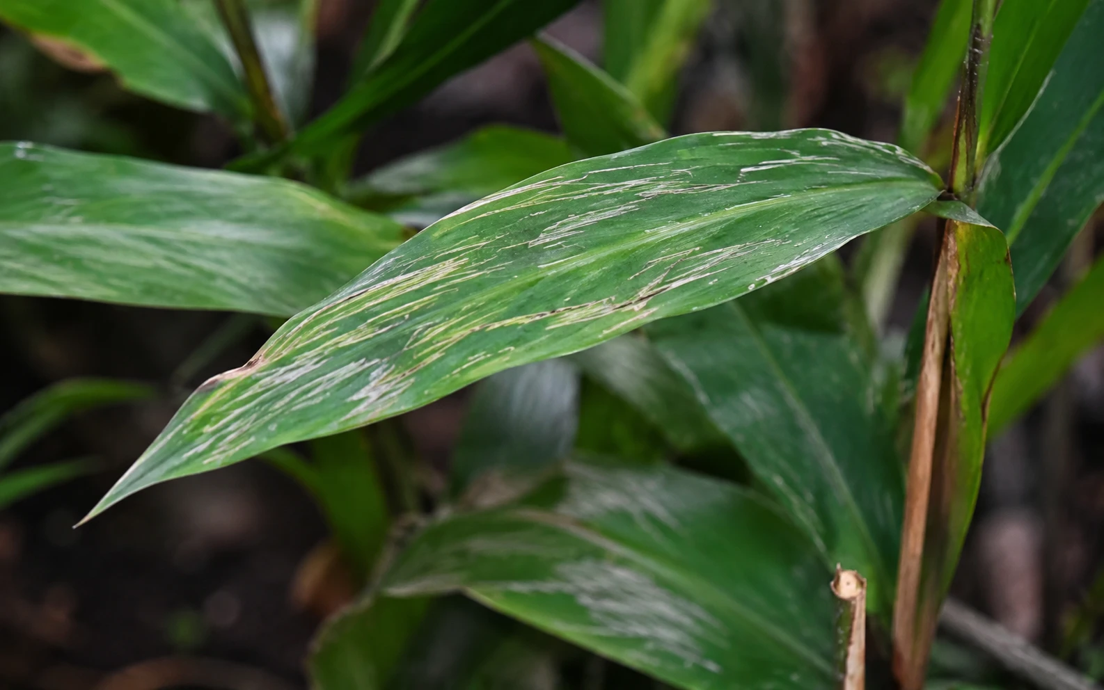 Thrips damage on cardamom leaves showing silver streaks and scarring — cardamom plant problem