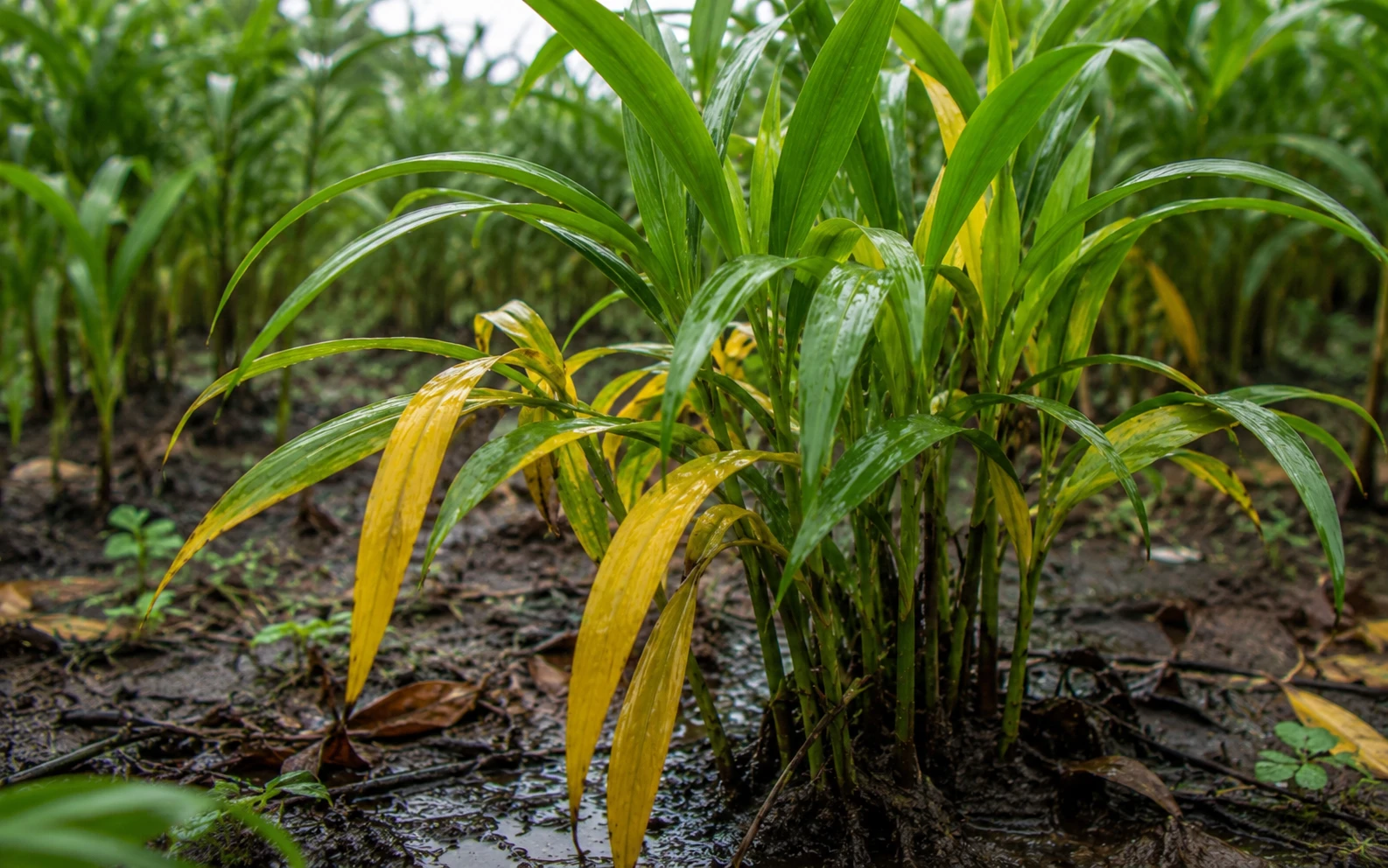 Cardamom plant with yellow leaves from overwatering-cardamom plant problem
