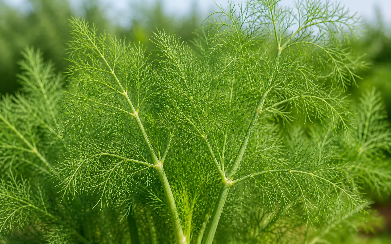 Close-up of feathery green fennel fronds with soft delicate dill-like foliage.