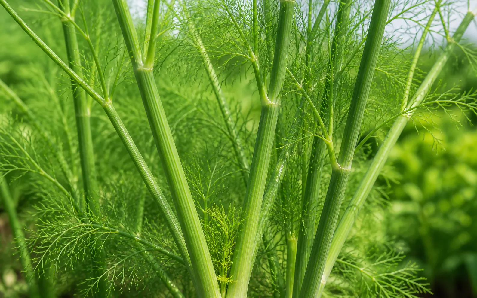 Close-up of fresh fennel stalks with hollow green stems and soft foliage.