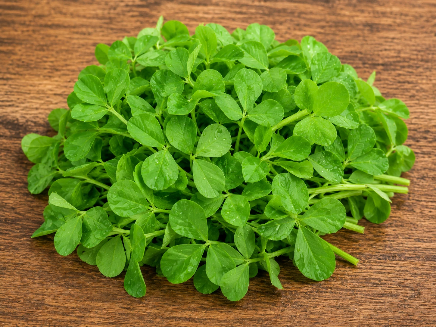 Fresh fenugreek leaves methi green trifoliate herb used in Indian and Pakistani cooking