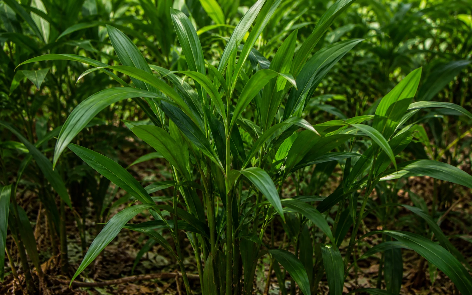 Mature cardamom not flowering(Year 3+) — cardamom plant problem