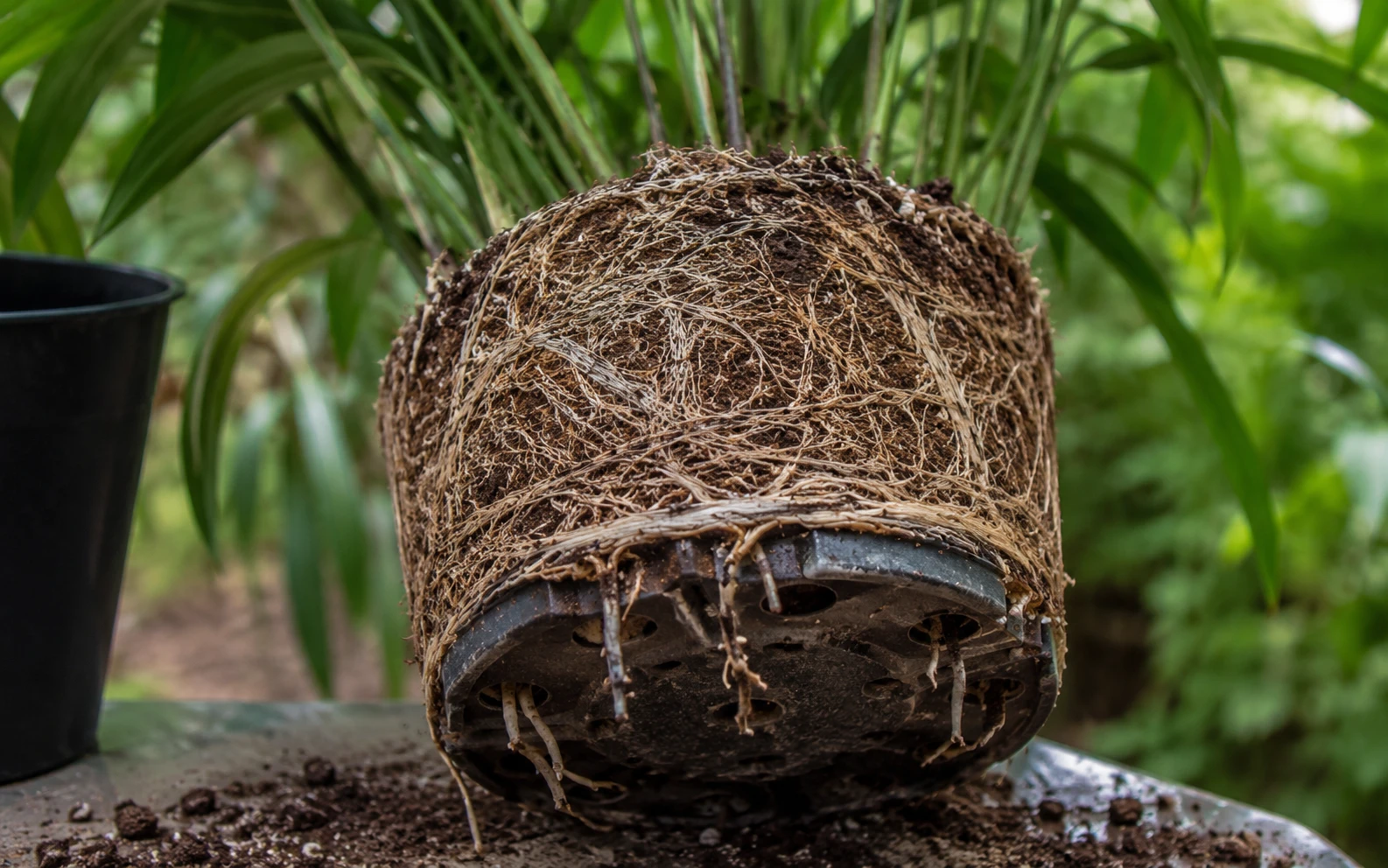 Root-bound cardamom roots escaping drainage holes