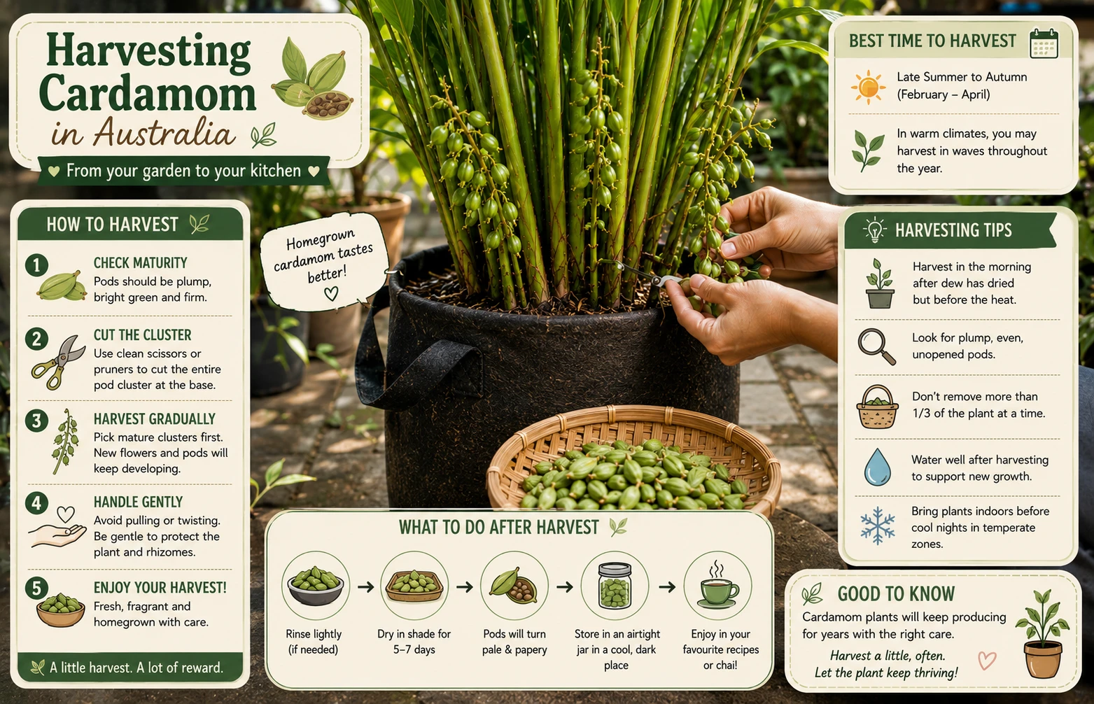 Harvesting cardamom pods from container plant in an Australian garden